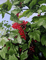 images/2016/red_currant.jpg